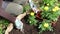 Woman or gardener hands planting yellow marigolds flowers