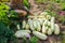 Woman gardener harvesting zucchini in summer garden, picking and putting vegetables in heap. Organic crop