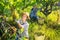 Woman gardener in hat picking fresh grapes in sunny garden