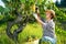 Woman gardener in hat picking fresh grapes in sunny garden