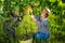 Woman gardener in hat picking fresh grapes in sunny garden