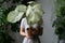 Woman gardener holding and hiding behind caladium houseplant with large white leaves in clay pot. Indoor gardening