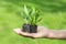 Woman gardener holding plug plants