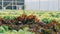 Woman gardener inspects quality of green oak lettuce in greenhouse gardening. Female Asian horticulture farmer cultivate healthy