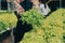 Woman gardener inspects quality of green oak lettuce in greenhouse gardening. Female Asian horticulture farmer cultivate healthy