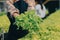 Woman gardener inspects quality of green oak lettuce in greenhouse gardening. Female Asian horticulture farmer cultivate healthy