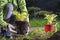 Woman gardener manually transplants plant from pot into the soil. Female hands in white gloves hold the Hosta plant