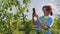 Woman gardener in an orchard taking photo of ripening pears on tree