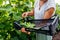 Woman gardener picking cucumbers growing on trellis on summer farm. Farmer harvests vegetables and puts in crate