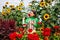 Woman gardener picking red zinnias in summer garden using pruner. Cut flowers harvest