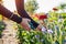 Woman gardener picks red zinnias and blue bachelor buttons in summer garden using pruner. Cut flowers harvest