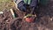 Woman gardener planting seedling in pot