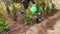 Woman gardener planting Thuja occidentalis tree of life hedge in home garden soil outdoors in spring.