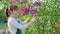 Woman gardener pruning lilac branches with secateurs