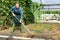 Woman gardener with rake working near green seedlings in greenhouse