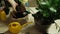 Woman gardener repotting zamiokulkas and haworthia striata flowers into new pot on wooden table, home garden concept, plant