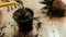 Woman gardener repotting zamiokulkas and haworthia striata flowers into new pot on wooden table, home garden concept, plant