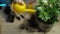 Woman gardener repotting zamiokulkas and haworthia striata flowers into new pot on wooden table, home garden concept, plant