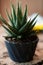 Woman gardener repotting zamiokulkas and haworthia striata flowers into new pot on wooden table, home garden concept, plant