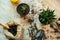 Woman gardener repotting zamiokulkas and haworthia striata flowers into new pot on wooden table, home garden concept, plant