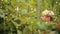 Woman gardener in the rose garden