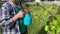 Woman gardener spraying fruit trees and bushes against plant diseases and pests using spray bottle withinsecticide solution in the