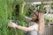 Woman gardener touching lush asparagus fern houseplant. Indoor cozy garden