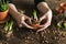 Woman gardener is transplanting beautiful plants, cacti, succulents to ceramic pots and taking care of home flowers on the retro