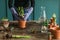 Woman gardener transplanting plants in ceramic pots on an old wooden table during the spring time.