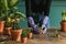 Woman gardener transplanting plants in ceramic pots on an old wooden table during the spring time.