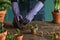 Woman gardener transplanting plants in ceramic pots on an old wooden table during the spring time.