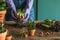 Woman gardener transplanting plants in ceramic pots on an old wooden table during the spring time.