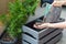 Woman gardener transplanting Thuja tree in a new wooden pot on t