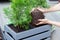 Woman gardener transplanting Thuja tree in a new wooden pot on t