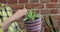 Woman gardener transplants and cares for green plant at house room. Female puts houseplant in pot and adds fresh soil while