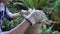 Woman gardener trimming plants or flowers in garden, removing and cutting dried leaves.