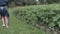 Woman gardener using laptop near the potatoes plants