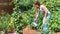 Woman gardener watering the crop of bell peppers with a metal watering can. Growing vegetables in raised beds made from wooden