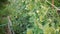 woman gardener watering hose the garden in backyard