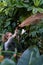 Woman gardener watering rubber tropical plant Ficus Elastica from garden hose, working in greenhouse