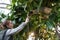 Woman gardener watering rubber tropical plant Ficus Elastica from garden hose, working in greenhouse