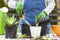 A woman gardener wearing overalls is planting new haworthia fasciata houseplants