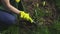 Woman gardener weeding around tulips