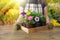 Woman gardener with wooden box of flower pots. Garden or
