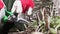 Woman gardener working in garden