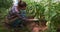 Woman gardener is working in greenhouse weeds and loosens ground with a shovel.