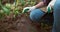 Woman gardener is working in greenhouse weeds and loosens ground with a shovel.