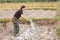 Woman gardeners put lime or calcium hydroxide into the soil to neutralize the acidity of the soil