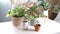 Woman gardeners watering plant