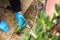 Woman gardening in the garden by planting aloe vera plants next to plastic pipes as a meaning that nature wins over plastic